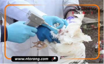 همه چیز درباره تلقیح مصنوعی در طیور